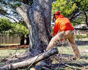 Tree removal services from contractors.