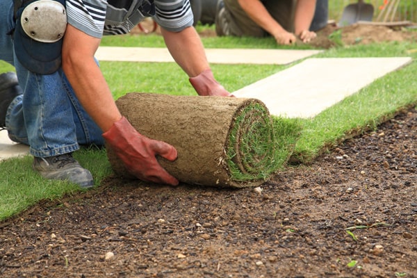 Landscapers laying sod on the ground.